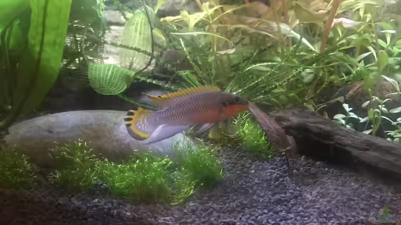 Besatz im Aquarium Westafrika von Tim1979 (40)