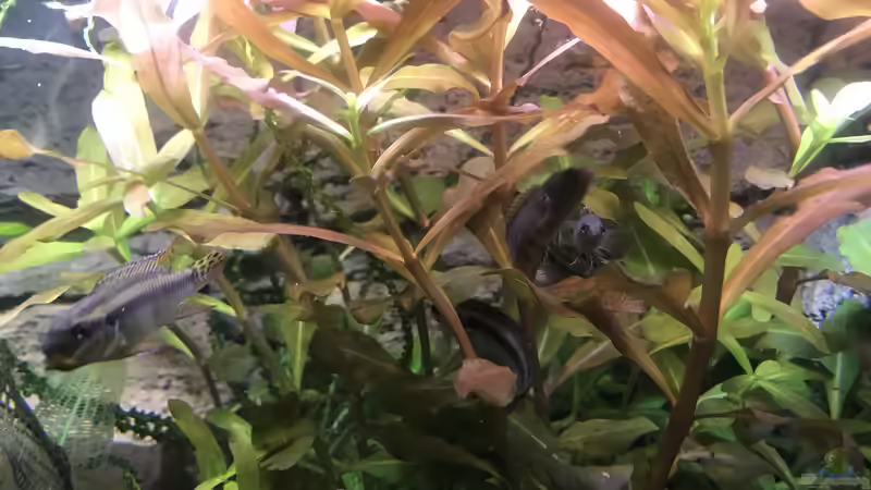 Besatz im Aquarium Westafrika von Tim1979 (41)