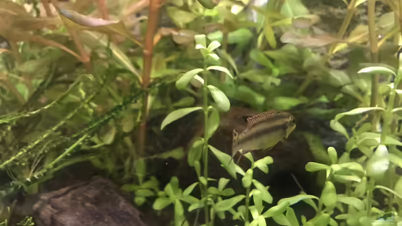 Besatz im Aquarium Westafrika von Tim1979 (42)