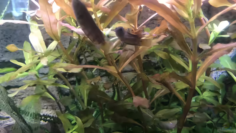 Besatz im Aquarium Westafrika von Tim1979 (43)