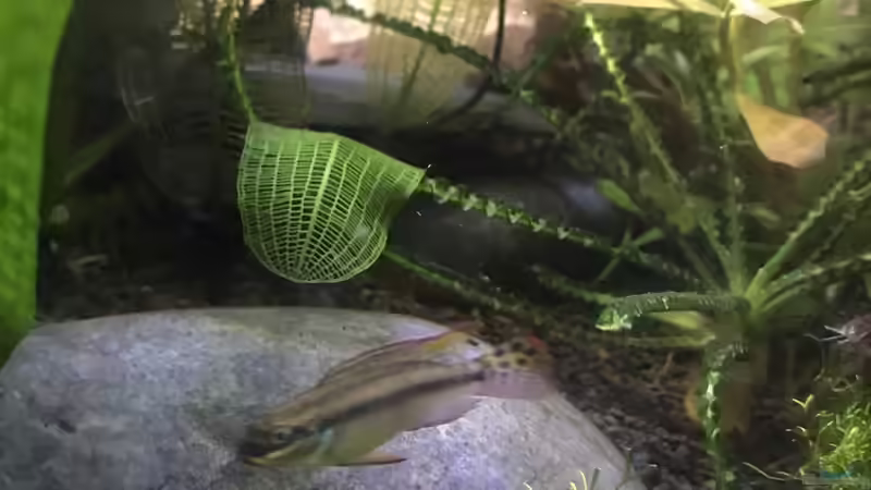 Besatz im Aquarium Westafrika von Tim1979 (44)