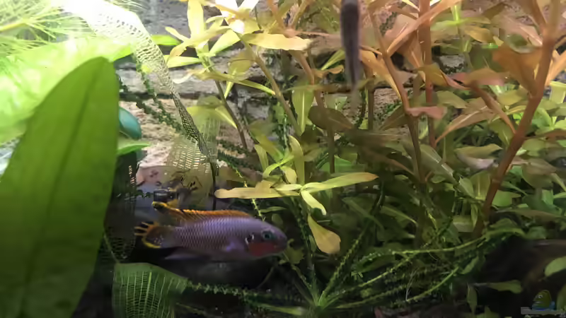 Besatz im Aquarium Westafrika von Tim1979 (45)