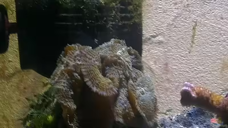 Besatz im Aquarium Westerwälder Nanoriff von Hofer1 (11)