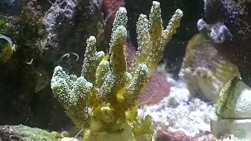 Besatz im Aquarium Westerwälder Nanoriff von Hofer1 (13)