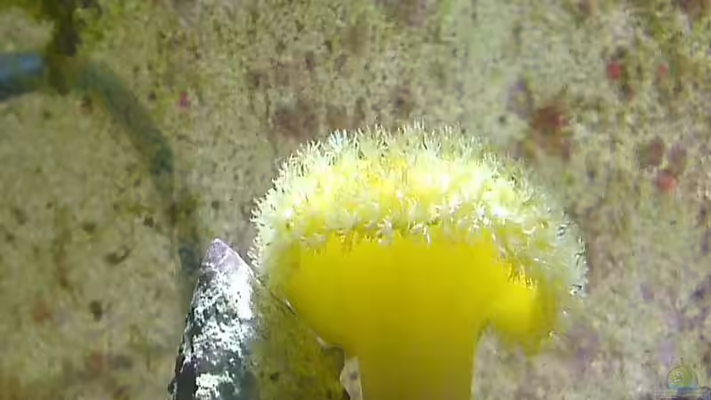 Besatz im Aquarium Westerwälder Nanoriff von Hofer1 (14)