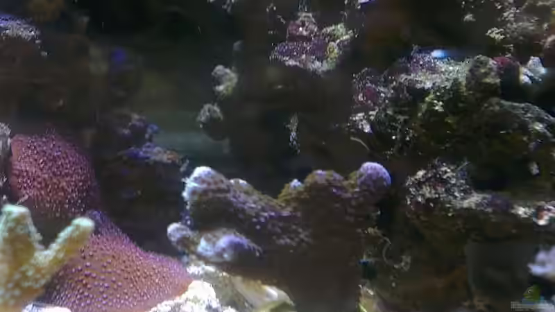 Besatz im Aquarium Westerwälder Nanoriff von Hofer1 (15)