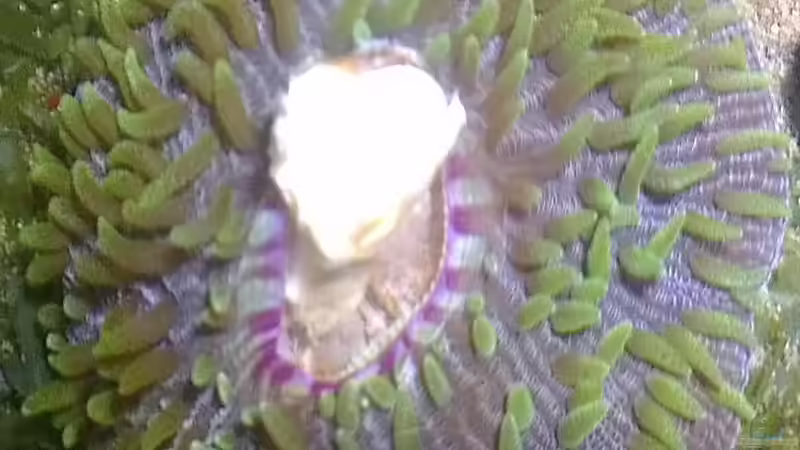 Besatz im Aquarium Westerwälder Nanoriff von Hofer1 (16)