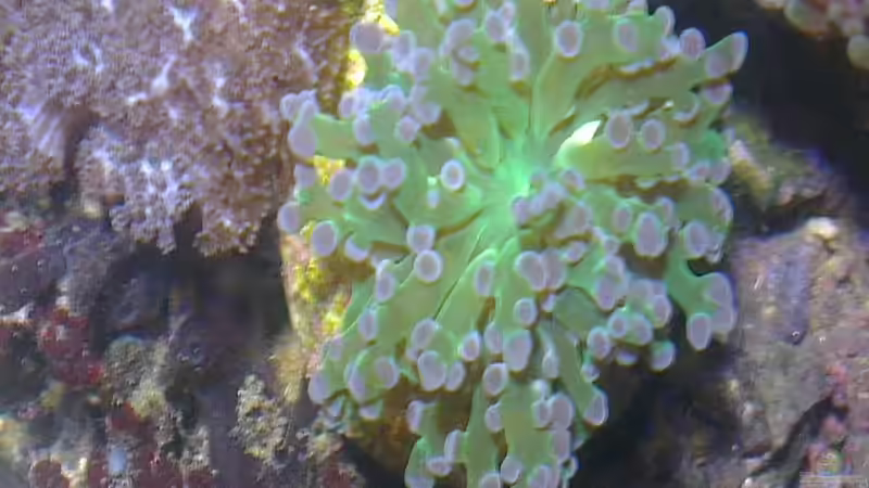 Besatz im Aquarium Westerwälder Nanoriff von Hofer1 (18)