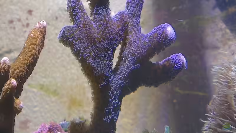 Besatz im Aquarium Westerwälder Nanoriff von Hofer1 (2)