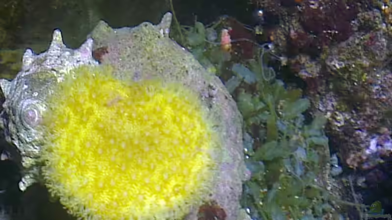 Besatz im Aquarium Westerwälder Nanoriff von Hofer1 (20)