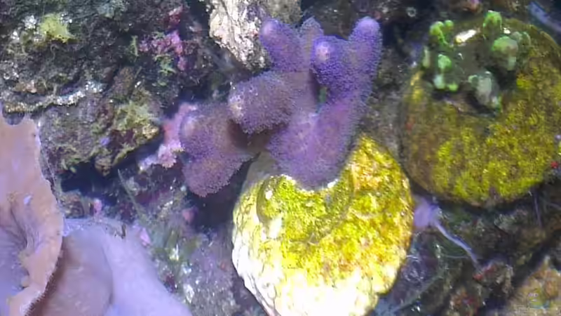 Besatz im Aquarium Westerwälder Nanoriff von Hofer1 (22)