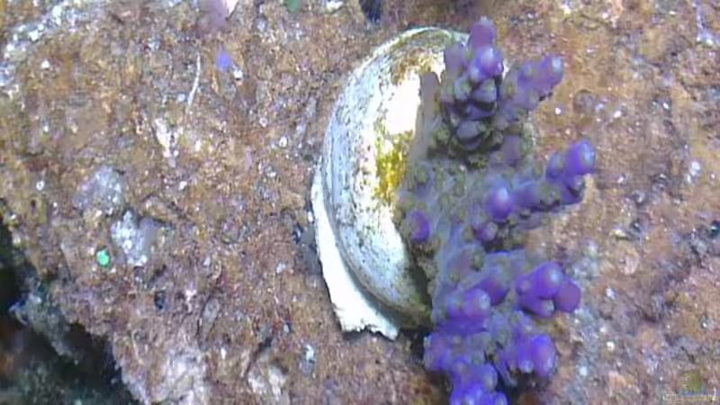 Besatz im Aquarium Westerwälder Nanoriff von Hofer1 (24)