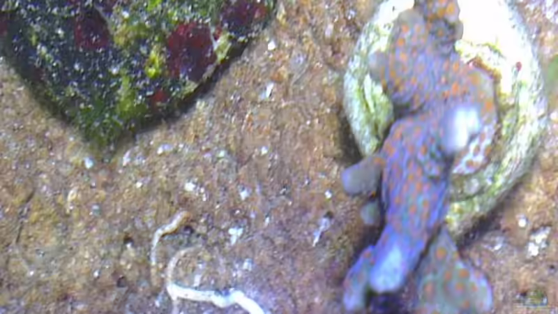 Besatz im Aquarium Westerwälder Nanoriff von Hofer1 (25)