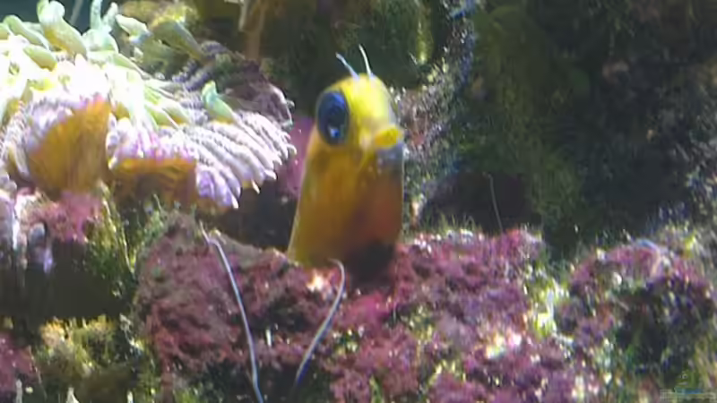 Besatz im Aquarium Westerwälder Nanoriff von Hofer1 (26)