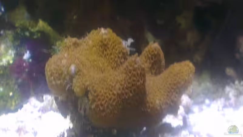 Besatz im Aquarium Westerwälder Nanoriff von Hofer1 (29)