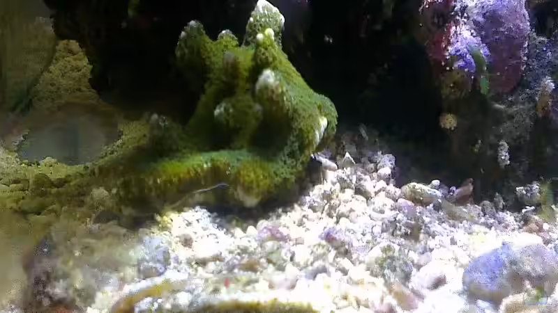 Besatz im Aquarium Westerwälder Nanoriff von Hofer1 (3)