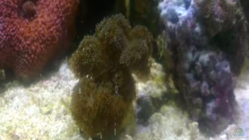 Besatz im Aquarium Westerwälder Nanoriff von Hofer1 (30)