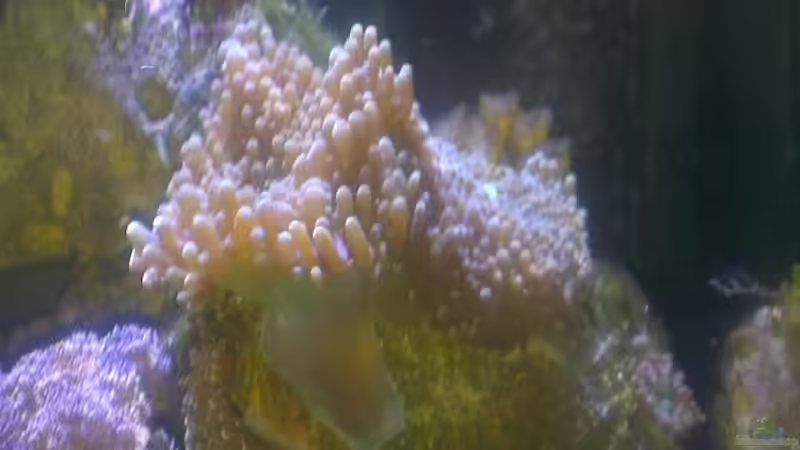 Besatz im Aquarium Westerwälder Nanoriff von Hofer1 (32)