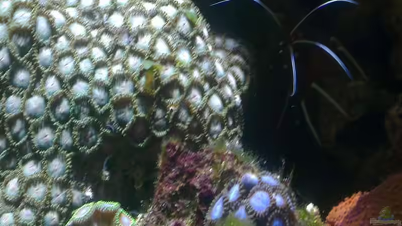 Besatz im Aquarium Westerwälder Nanoriff von Hofer1 (33)