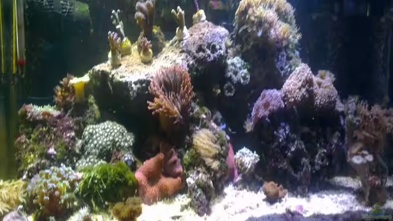 Besatz im Aquarium Westerwälder Nanoriff von Hofer1 (34)