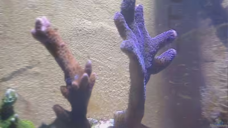 Besatz im Aquarium Westerwälder Nanoriff von Hofer1 (4)