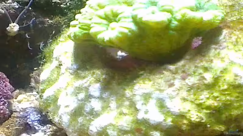 Besatz im Aquarium Westerwälder Nanoriff von Hofer1 (8)