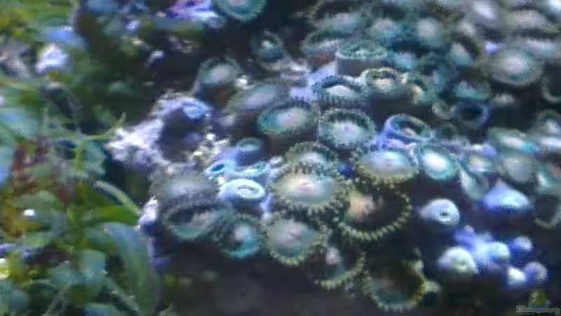Besatz im Aquarium Westerwälder Nanoriff von Hofer1 (9)