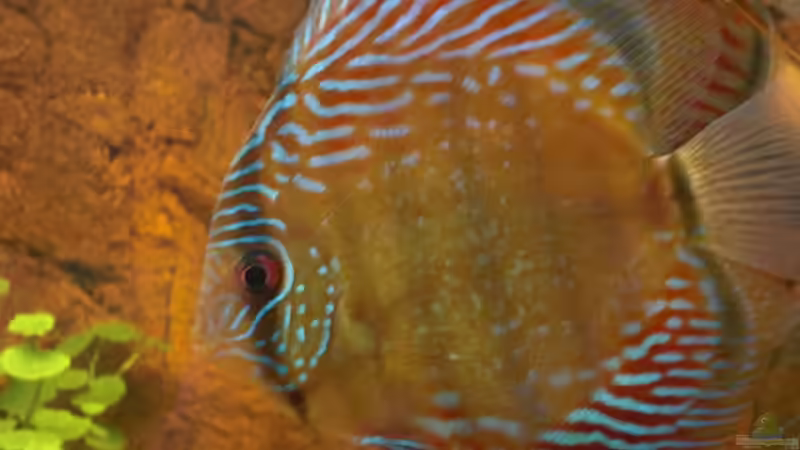 Besatz im Aquarium WF Uatuma Diskus von Amazonas83 (11)