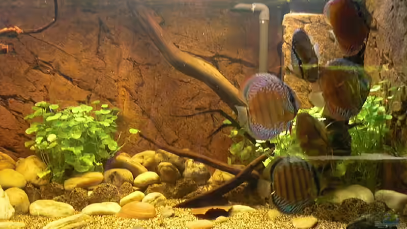 Besatz im Aquarium WF Uatuma Diskus von Amazonas83 (12)