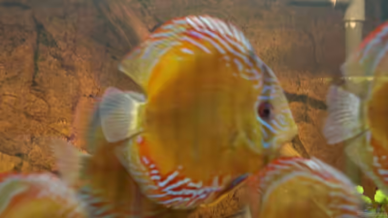 Besatz im Aquarium WF Uatuma Diskus von Amazonas83 (14)