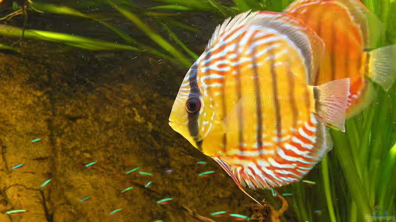 Besatz im Aquarium WF Uatuma Diskus von Amazonas83 (15)