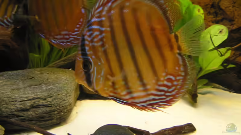 Besatz im Aquarium WF Uatuma Diskus von Amazonas83 (16)