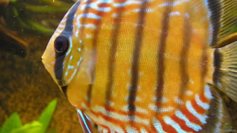 Besatz im Aquarium WF Uatuma Diskus von Amazonas83 (17)