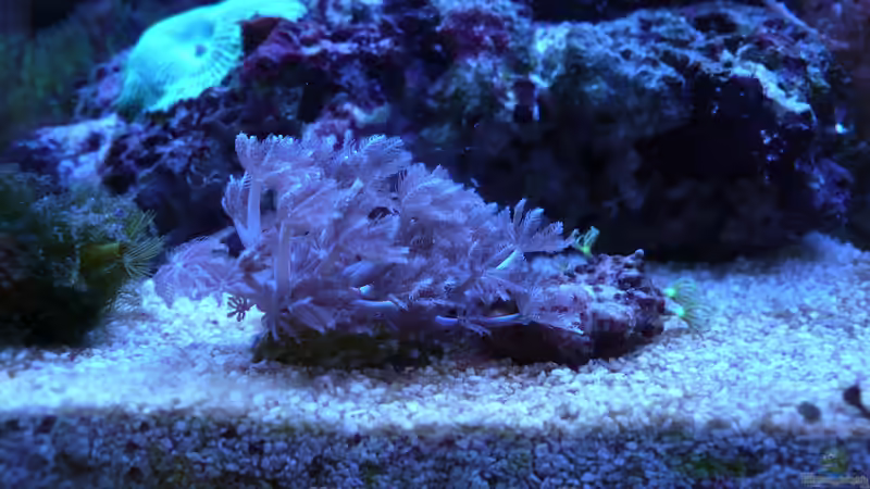 Besatz im Aquarium WG-Riff von Cichlid Power (10)