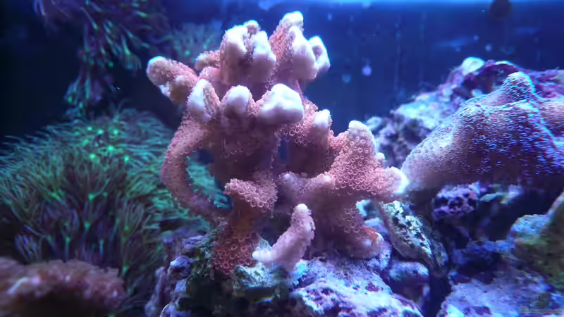 Besatz im Aquarium WG-Riff von Cichlid Power (11)