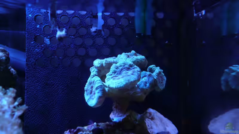 Besatz im Aquarium WG-Riff von Cichlid Power (12)