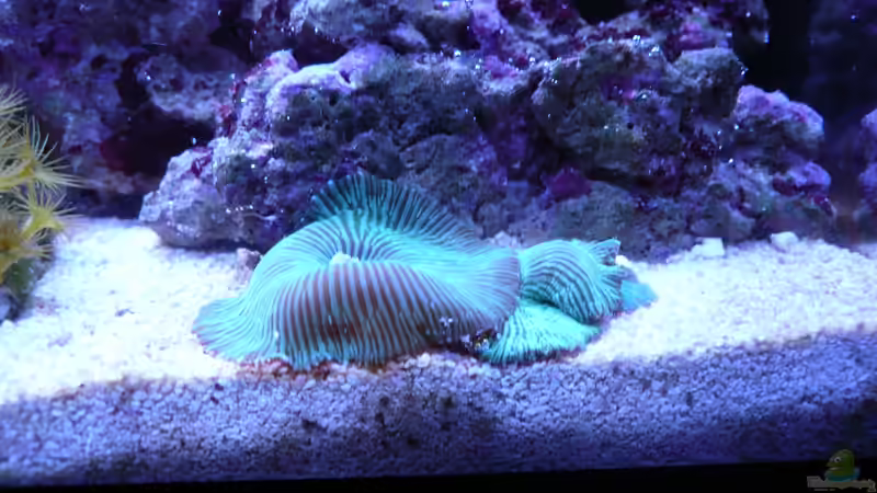 Besatz im Aquarium WG-Riff von Cichlid Power (14)