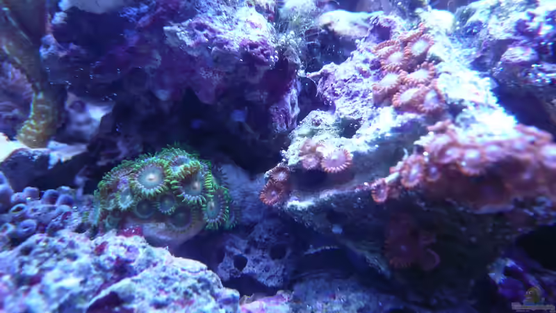 Besatz im Aquarium WG-Riff von Cichlid Power (15)