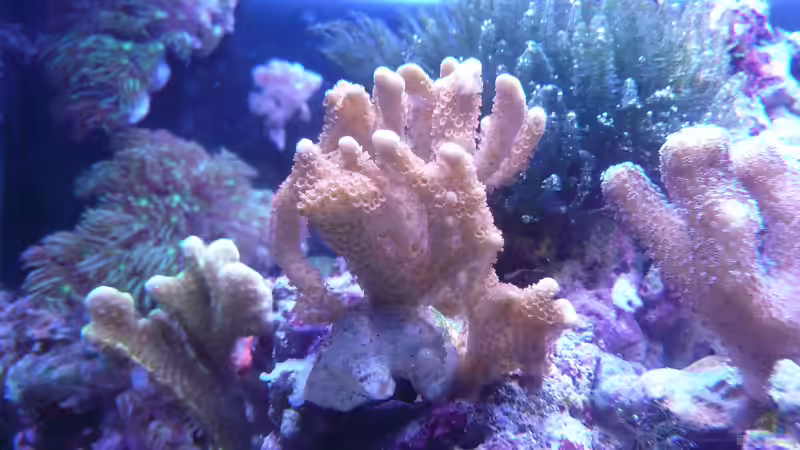 Besatz im Aquarium WG-Riff von Cichlid Power (16)