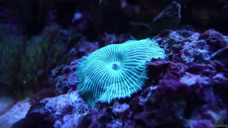 Besatz im Aquarium WG-Riff von Cichlid Power (17)