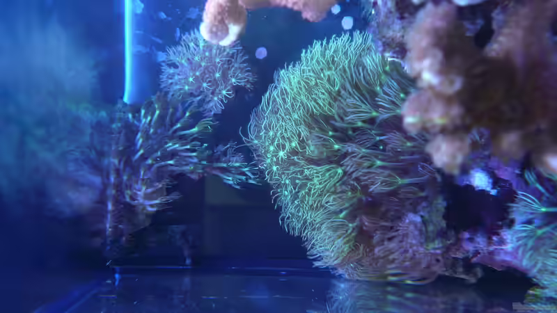 Besatz im Aquarium WG-Riff von Cichlid Power (18)