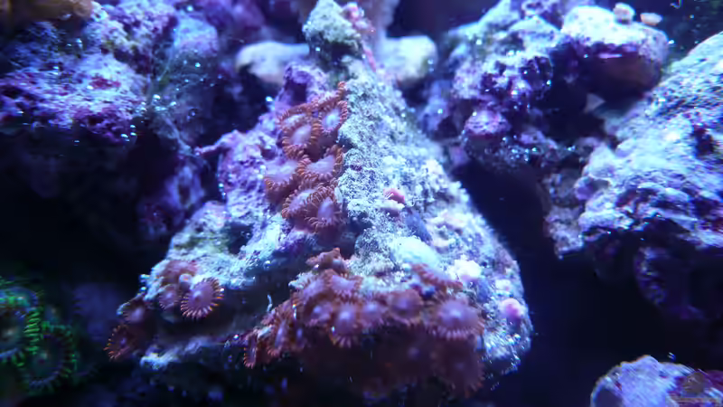 Besatz im Aquarium WG-Riff von Cichlid Power (19)