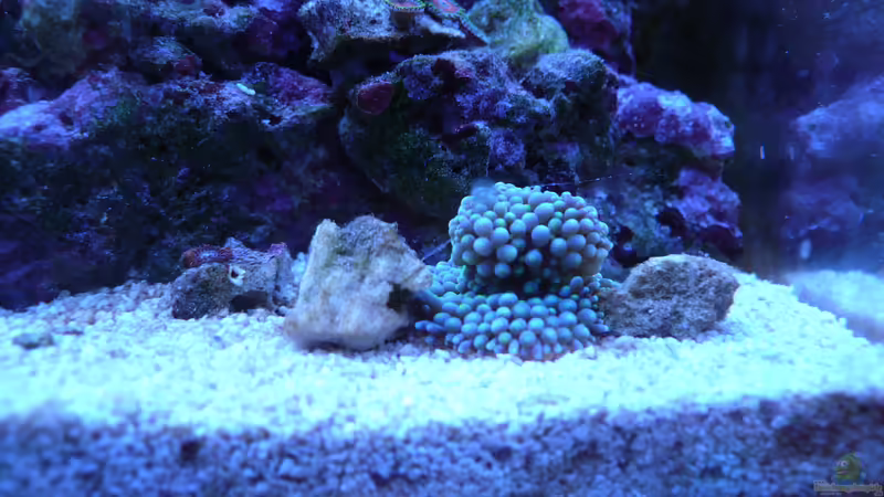 Besatz im Aquarium WG-Riff von Cichlid Power (21)