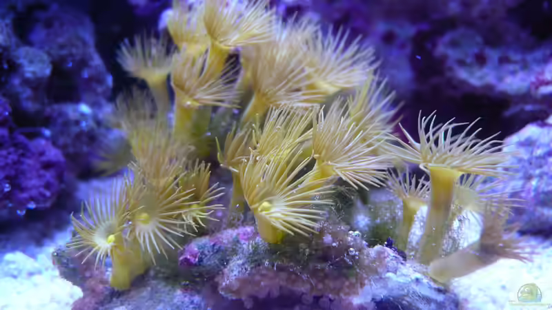 Besatz im Aquarium WG-Riff von Cichlid Power (22)