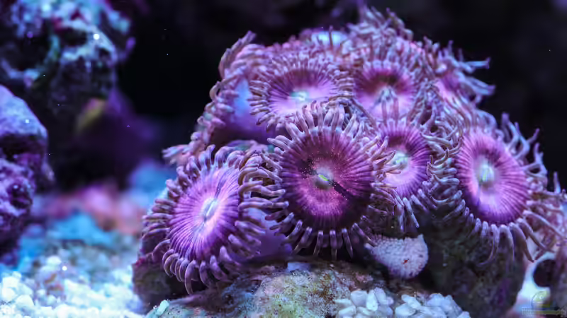 Besatz im Aquarium WG-Riff von Cichlid Power (23)