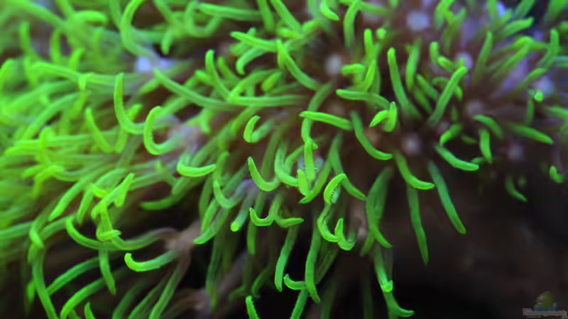 Besatz im Aquarium WG-Riff von Cichlid Power (25)