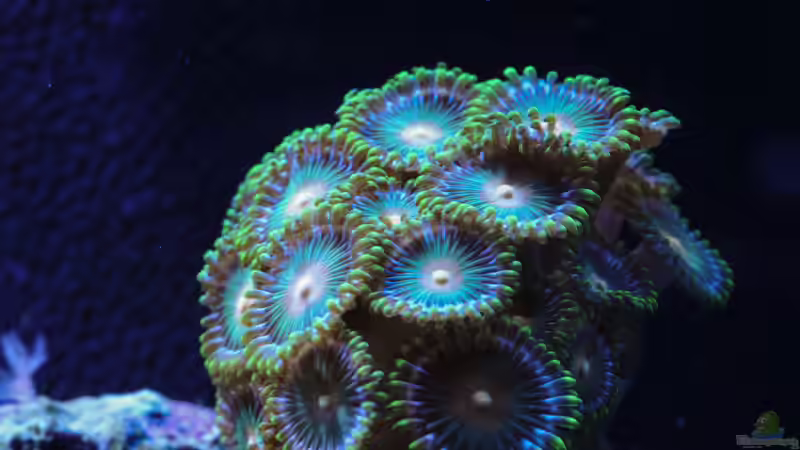 Besatz im Aquarium WG-Riff von Cichlid Power (27)