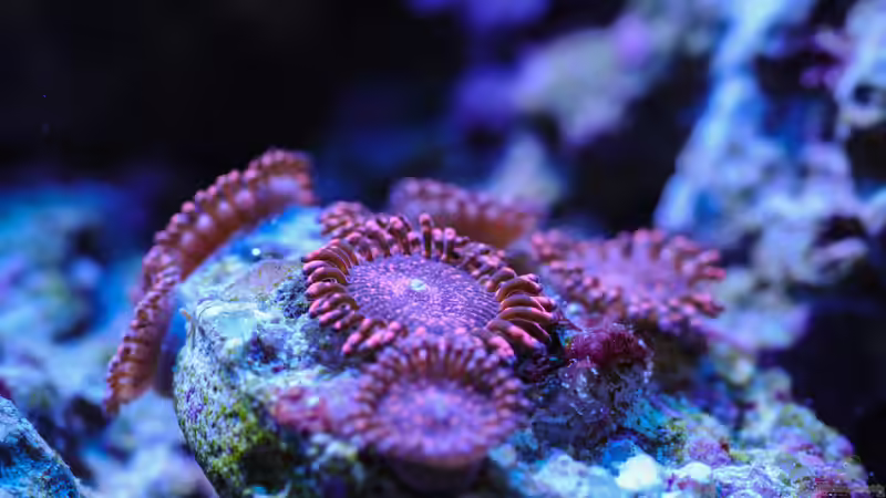 Besatz im Aquarium WG-Riff von Cichlid Power (28)