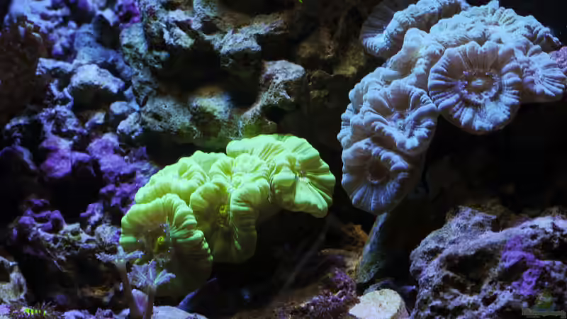 Besatz im Aquarium WG-Riff von Cichlid Power (29)