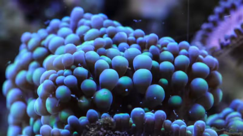 Besatz im Aquarium WG-Riff von Cichlid Power (33)